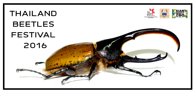 Beetles_655x315px.jpg