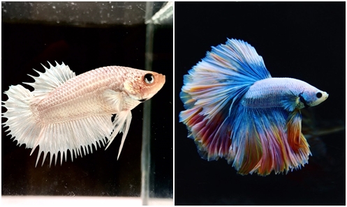 fish.jpg