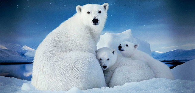 PolarBears3D.jpg